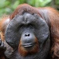 The loyalist monkey you will ever meet! Long live Ceasar! •Parody Account• ••Not affiliated with Dawn of the Planet of the Apes••