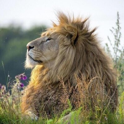 micialba's profile picture. 