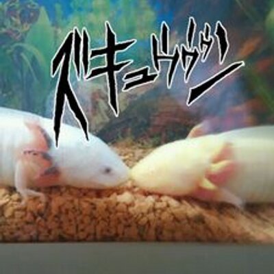 ウパルー 僕の飼っているウーパールーパーが こちらです 金がないため 殺伐としておりますが これから底砂を敷いたり 外掛け式フィルターを設置したりなど するつもりです ウーパールーパー 生き物好きと繋がりたい Http T Co 75yvyab4dy ウパルー 僕の飼っているウーパールーパーが こちらです 金がないため 殺伐としておりますが これから底砂を敷いたり 外掛け式フィルターを設置したりなど するつもりです ウーパールーパー 生き物好きと繋がりたい Http T Co 75yvyab4dy