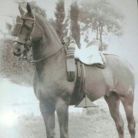 doma vaquera (@domavaquera_1) 's Twitter Profile