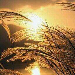 ban41125311's profile picture. 