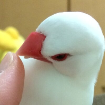 無言フォローすみません。鳥大好き