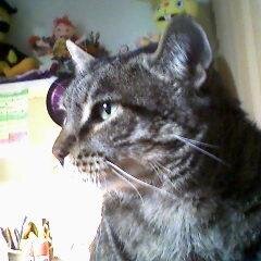 Kupesa1's profile picture. La foto de mi perfil es un homenaje a mi gato, fiel compañero durante 16 años.