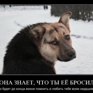 Помощь бездомным животным
#followback