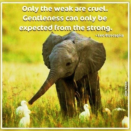 Sharing international news, issues & information about legal rights for pets, farm animals, wildlife, zoos & the environment & no-kill shelter animal movement