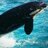 silrabi's profile image