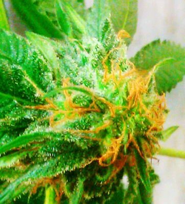 eatcreamcorn's profile picture. 