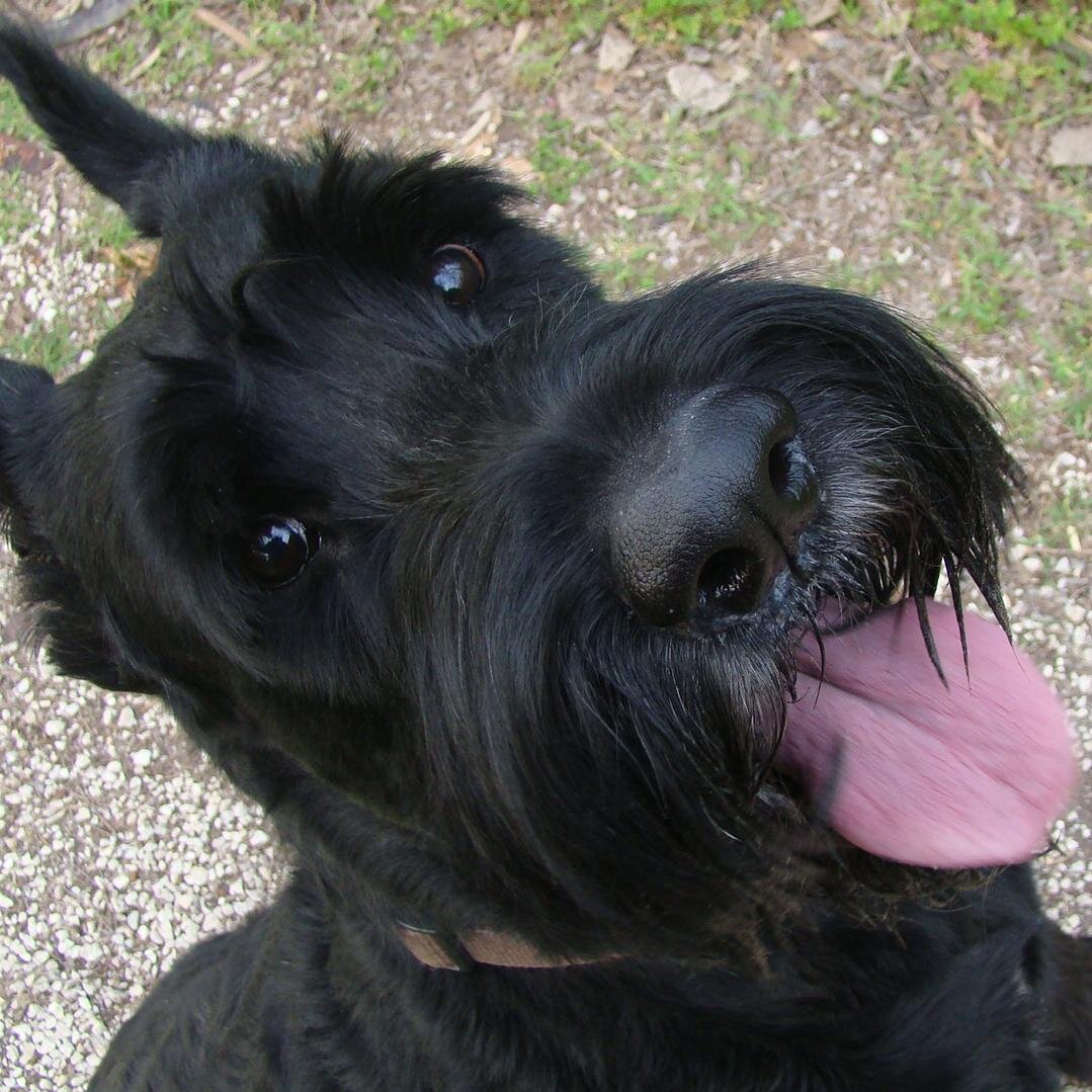 Roxan1211's profile picture. 