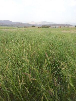 ‏‏‏‏مشرف تربوي ، مشارك في الخطابة والشعر ، محب للنحو ...