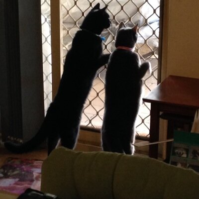 Teacher, love my cats. Enjoy seeing, using and learning about new tech. Love all things Lord of the Rings and gaming.