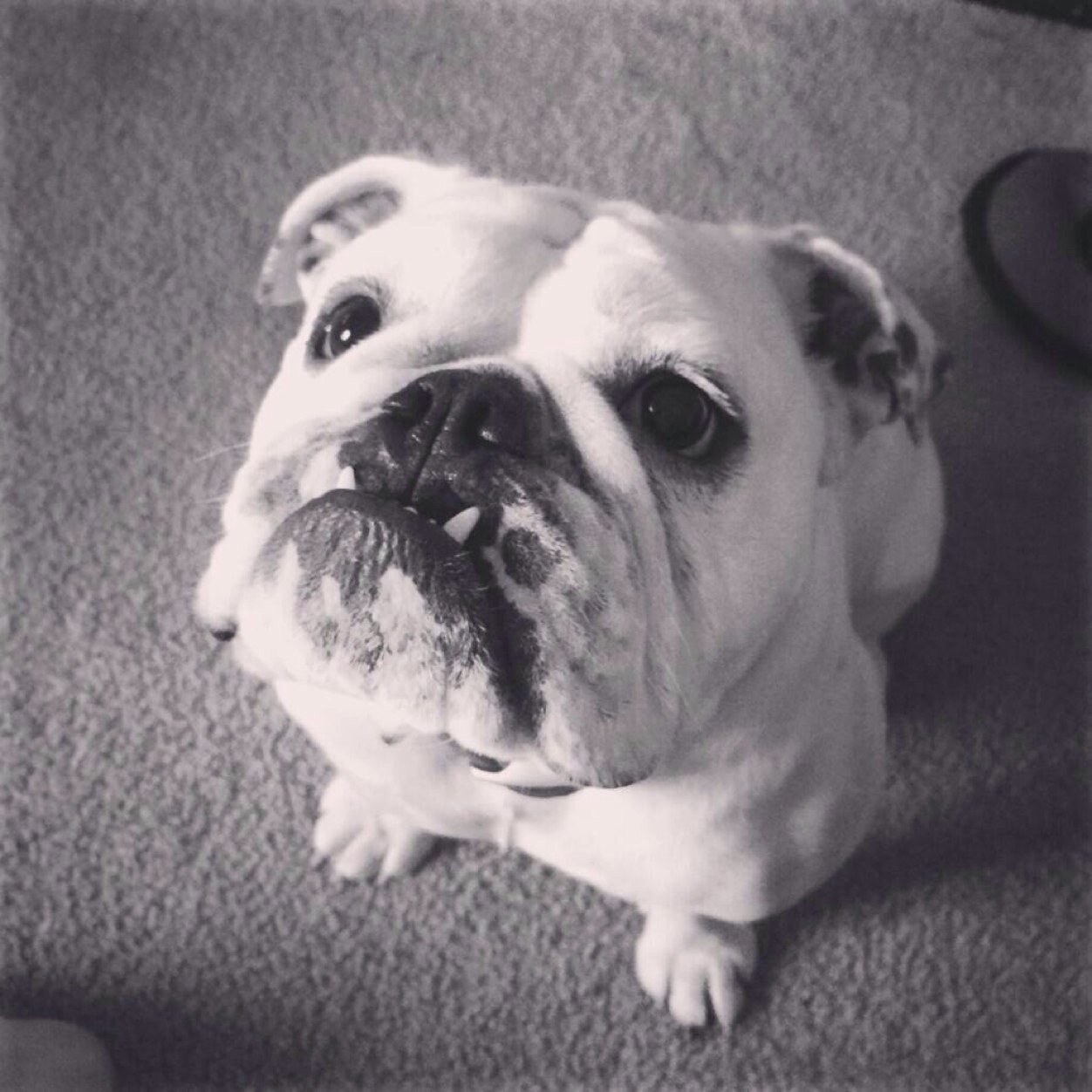 ChestermanSteve's profile picture. 