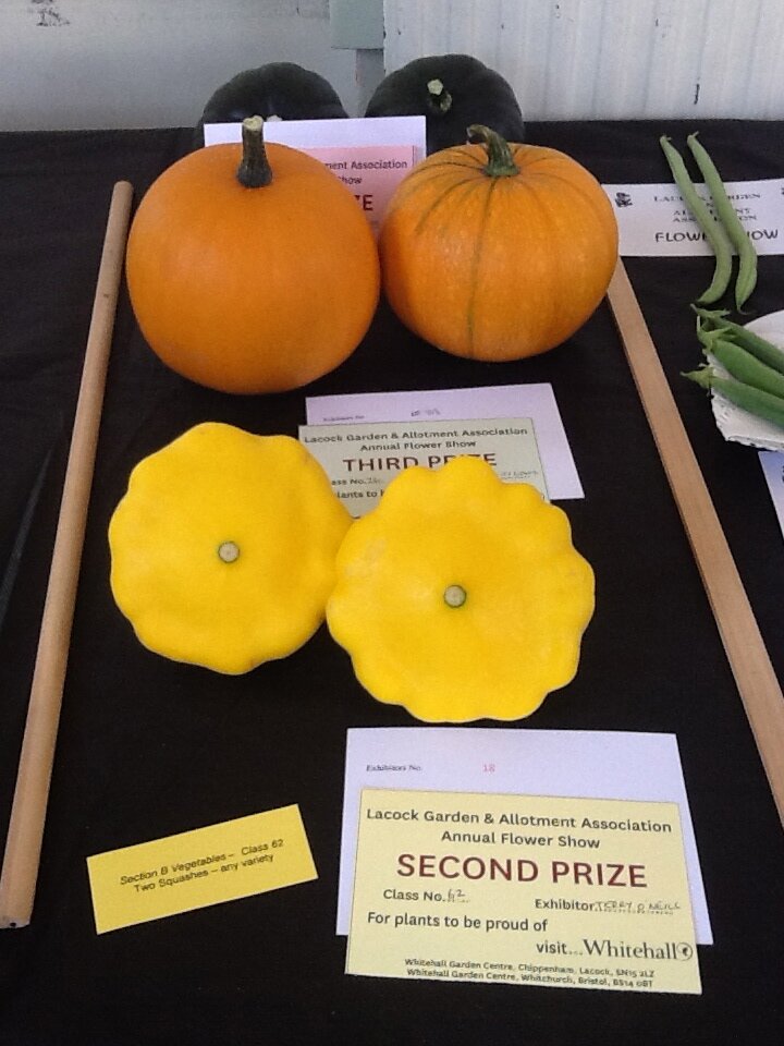 PattyPan11's profile picture. 