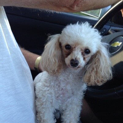 poe_susie's profile picture. 