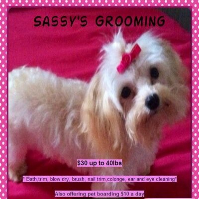 sassysgrooming's profile picture. 