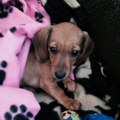 RubyliciousSays's profile picture. 