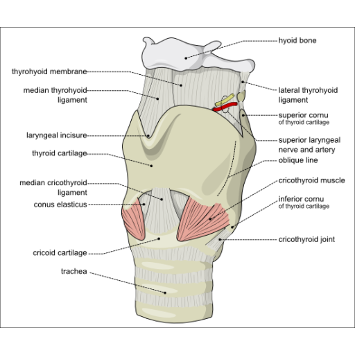 กล่องเสียง ทำหน้าที่ในการป้องกันท่อลม และการทำให้เกิดเสียง ในกล่องเสียงมีสายเสียงแท้หรือเส้นเสียงแท้ ซึ่งอยู่ใต้บริเวณที่คอหอย แยกออกเป็นท่อลมและหลอดอาหาร