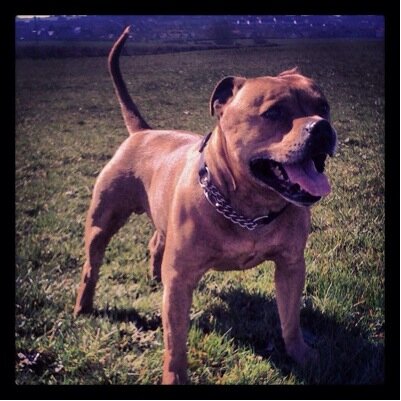 austinstaff1's profile picture. 