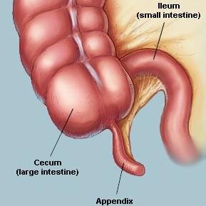 gieowwang16's profile picture. ไส้ติ่ง เป็นท่อตันเชื่อมต่อกับลำไส้ใหญ่ส่วนต้น (cecum หรือ caecum) ซึ่งเป็นส่วนที่มีรูปร่างคล้ายกระเป๋าของลำไส้ใหญ่ที่เชื่อมต่อกับลำไส้เล็ก