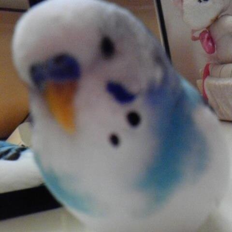 動物大好き、特に鳥好きです。No life No Budgerigar♡　愛鳥ぴーすけ迷子捜索に区切りつけました。たくさんのご協力本当にありがとうごさいました😊
フォロワーさん経由でお迎えした2羽の愛鳥ぴっちゃん2023/12/25、ひーちゃん2024/1/9相次いで虹の橋へ🌈
迷子RP多めです。