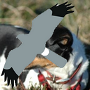 Adrian Rogers - @wdigbirder_ - Twitter