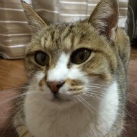 ビビコ☆チャットレディ代理店オーナー (@bibiko_stanp) Twitter profile photo