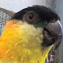 Fernando Benjamín  - @ferboz63 - Twitter