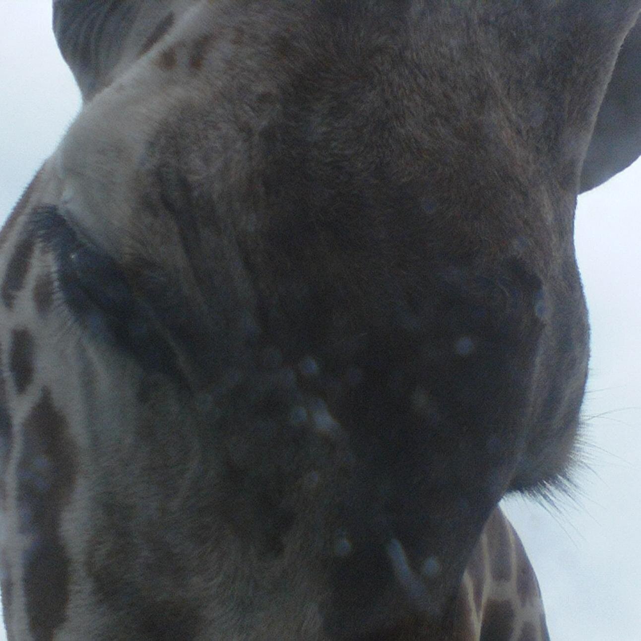 yellofisch's profile picture. p.s