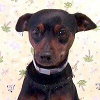 Marco D. Minpin (@marcodminpin) 's Twitter Profile