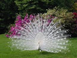 taianeoliver23's profile picture. 