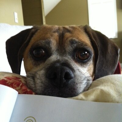 PuggleOtis's profile picture. Living the dream and don't even know it...Northwest, upper, lower, mitten.
