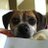 PuggleOtis's profile image