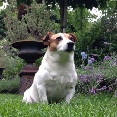 10 jaar, hondje van @joshivanr en @carolienvanr, houdt van spelen,wandelen,eten,slapen en knuffelen, hekel aan de dierenarts, groot fan van @Uggie_TheArtist