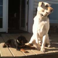 Dawn Hendrickson (@majordawn08) 's Twitter Profile