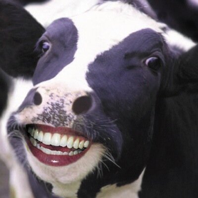 Free all the vacas around the world. I like to Muuuuu!