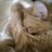 mewlimania's profile image