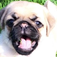 ModiconPugs's profile picture. Spreading pug love from 4 acres of beautiful Peak district moorland. We breed perfect puppies for happy homes!