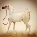 D/ali.wanted (@000Alosh) Twitter