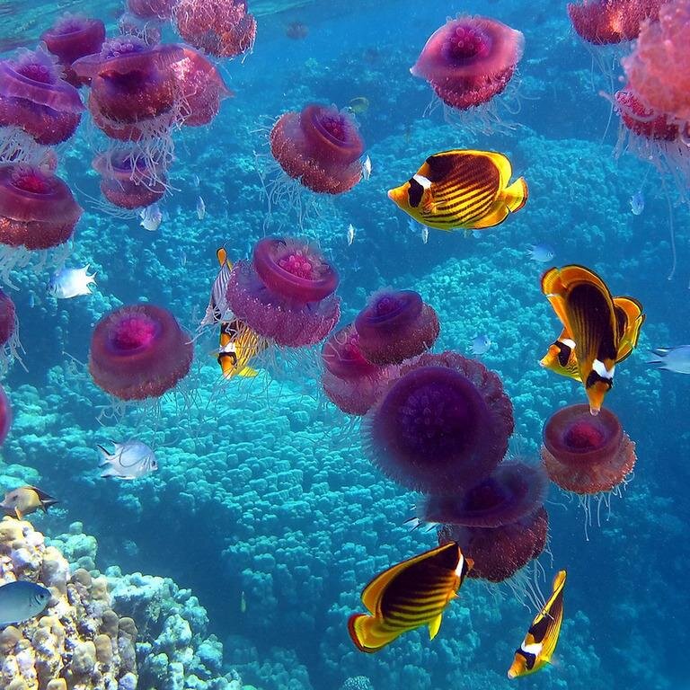 ORIADNA5's profile picture. 