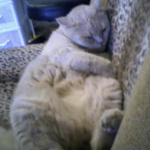 GALAUKR's profile picture. 