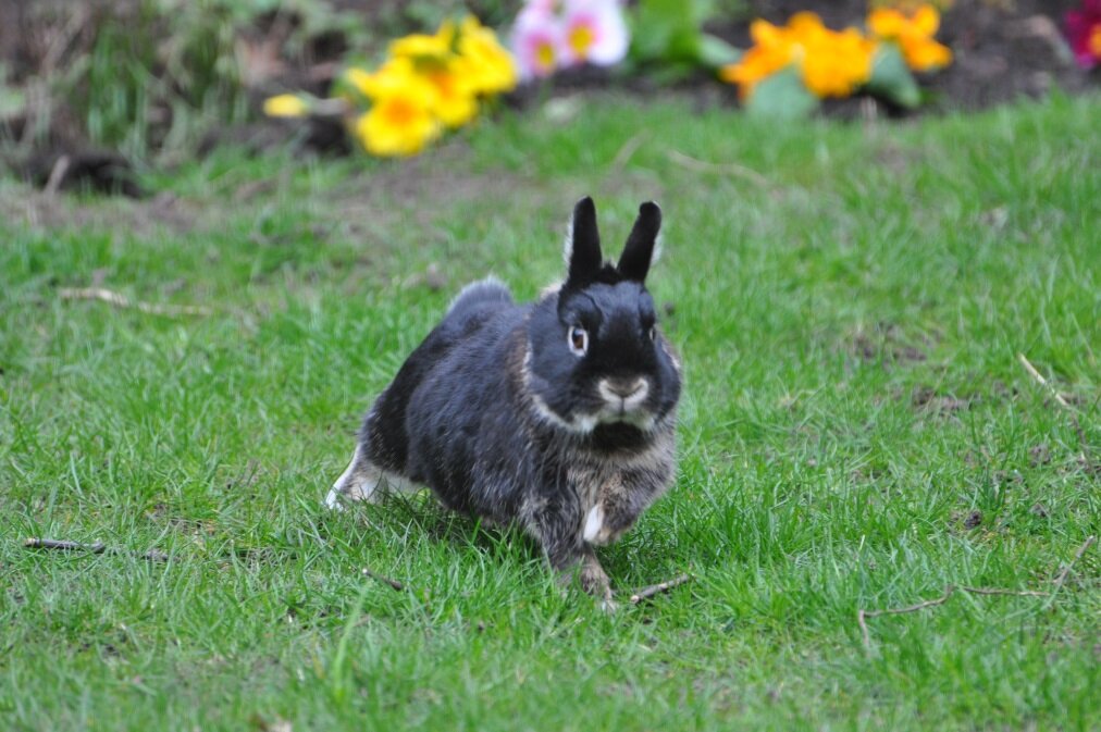 Bunzle Antilles is a very cheeky rabbit living with Rutger, Rudi, Oriana and the trio of bunniness Noel, Coco and Maisie Antilles #nosebumps© #TMAOBA