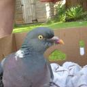 gloria vincent - @yacila1 - Twitter