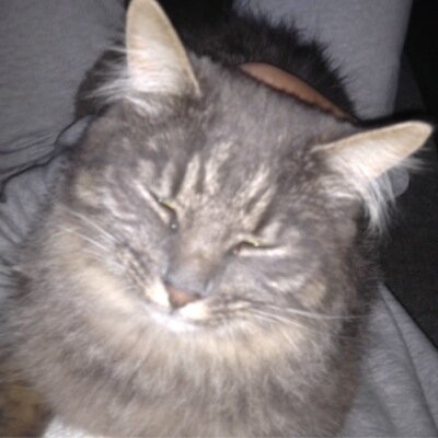 Im the most awsome cat in the world!        Hello.. My name is Rambo!
