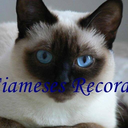 Siameses Records Inc