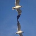 mef116's profile picture. 