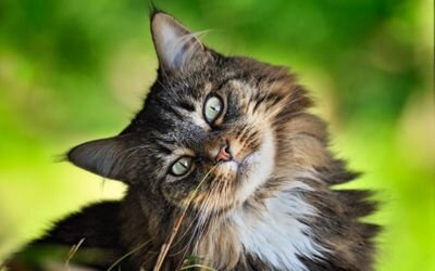 Un Gatto scriverebbe aqua