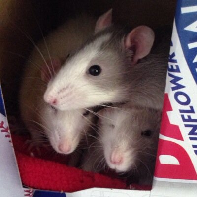 We are the official rats of the Mantor Madhouse: Rizer, Steve, New Guy, and Amy