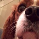 TillyTweeters's profile picture. 