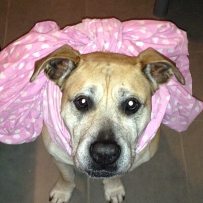 puppy_punk's profile picture. 