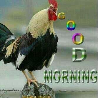 BarkerBlondes's profile picture. 