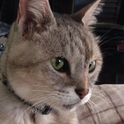 lacie666's profile picture. 現実逃避と嘘と無意味と憂鬱と病みと涙と笑顔と太陽と月とチョコとキャンディーと小説と音楽とあなたで出来た何か。 基本的にはあんまり呟かないです。